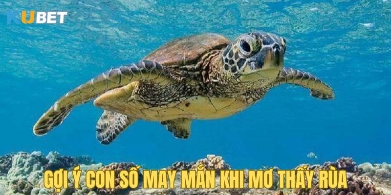 goi-y-con-so-khi-mo-thay-rua