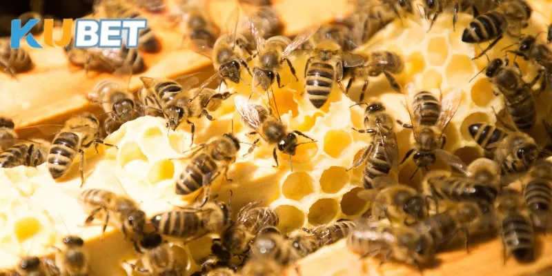 mo-thay-ong-bay-vao-nha-dan-ong