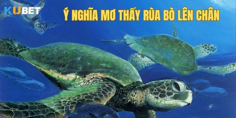 y-nghia-mo-thay-rua-bo-len-chan